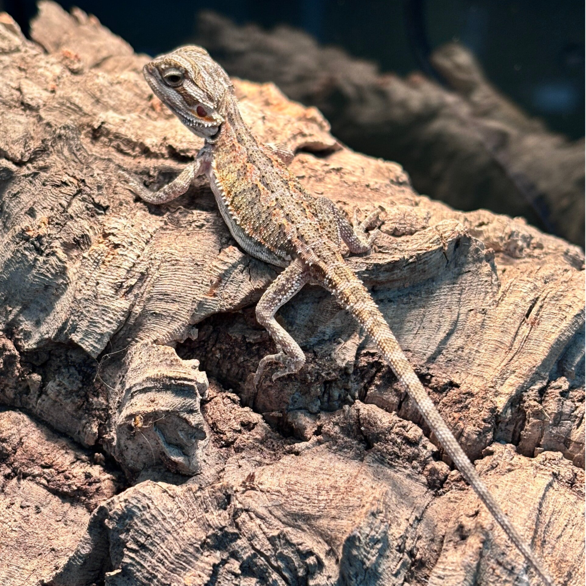 Cross Bearded Dragon