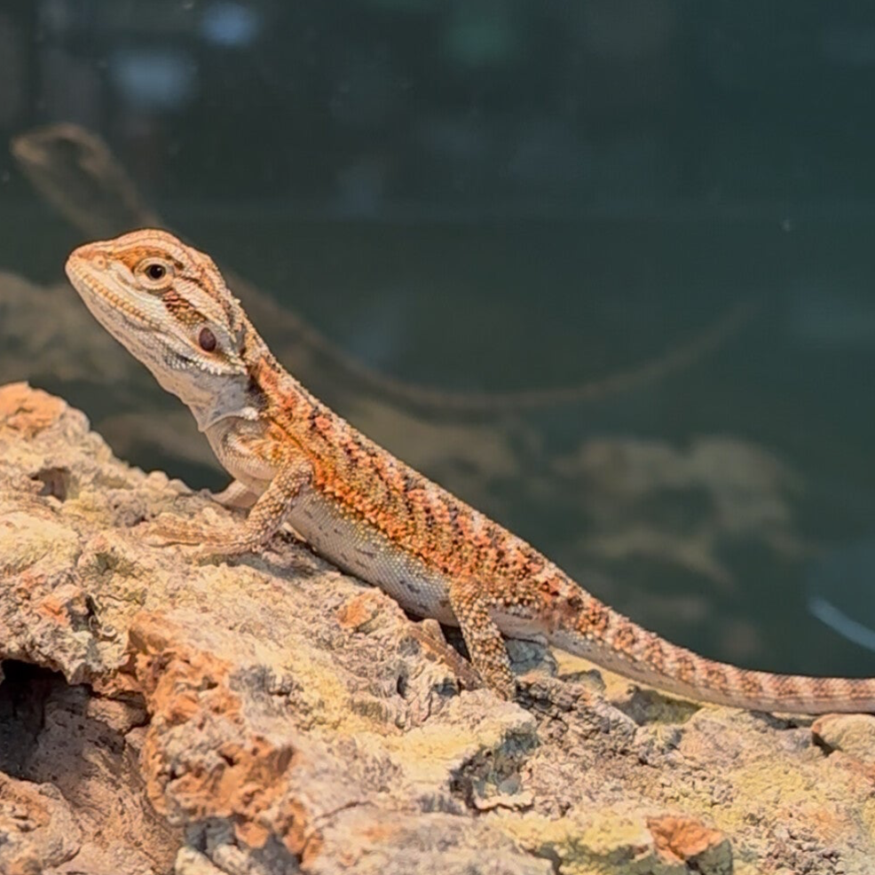 “Runtz” Red Monster Outcross Bearded Dragon