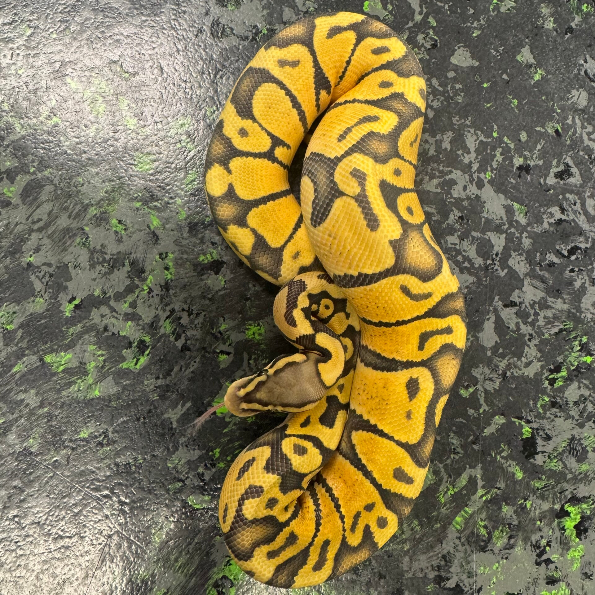 Pastel OD Enchi Ghost (Ball Python)