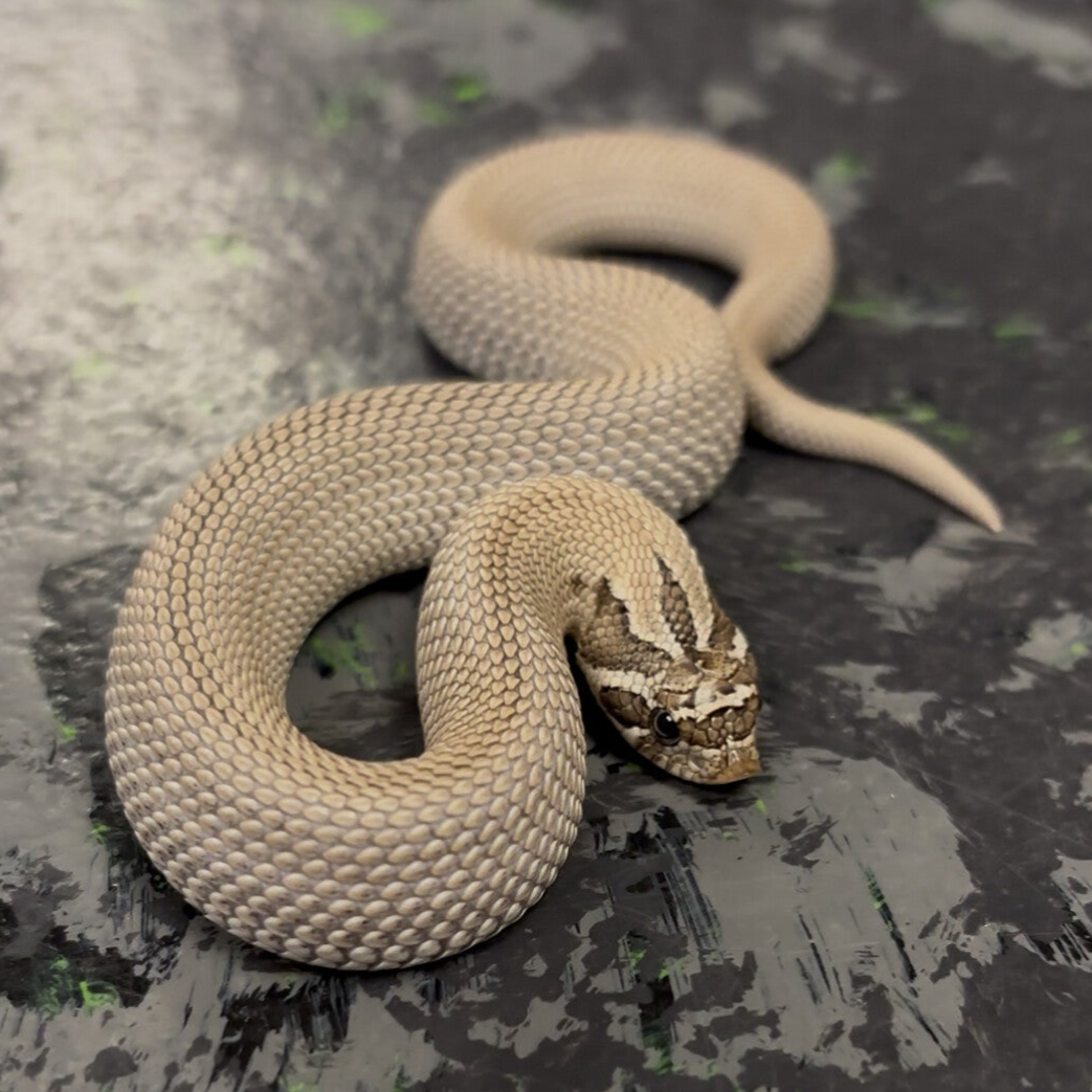 Axanthic Super Conda Western Hognose