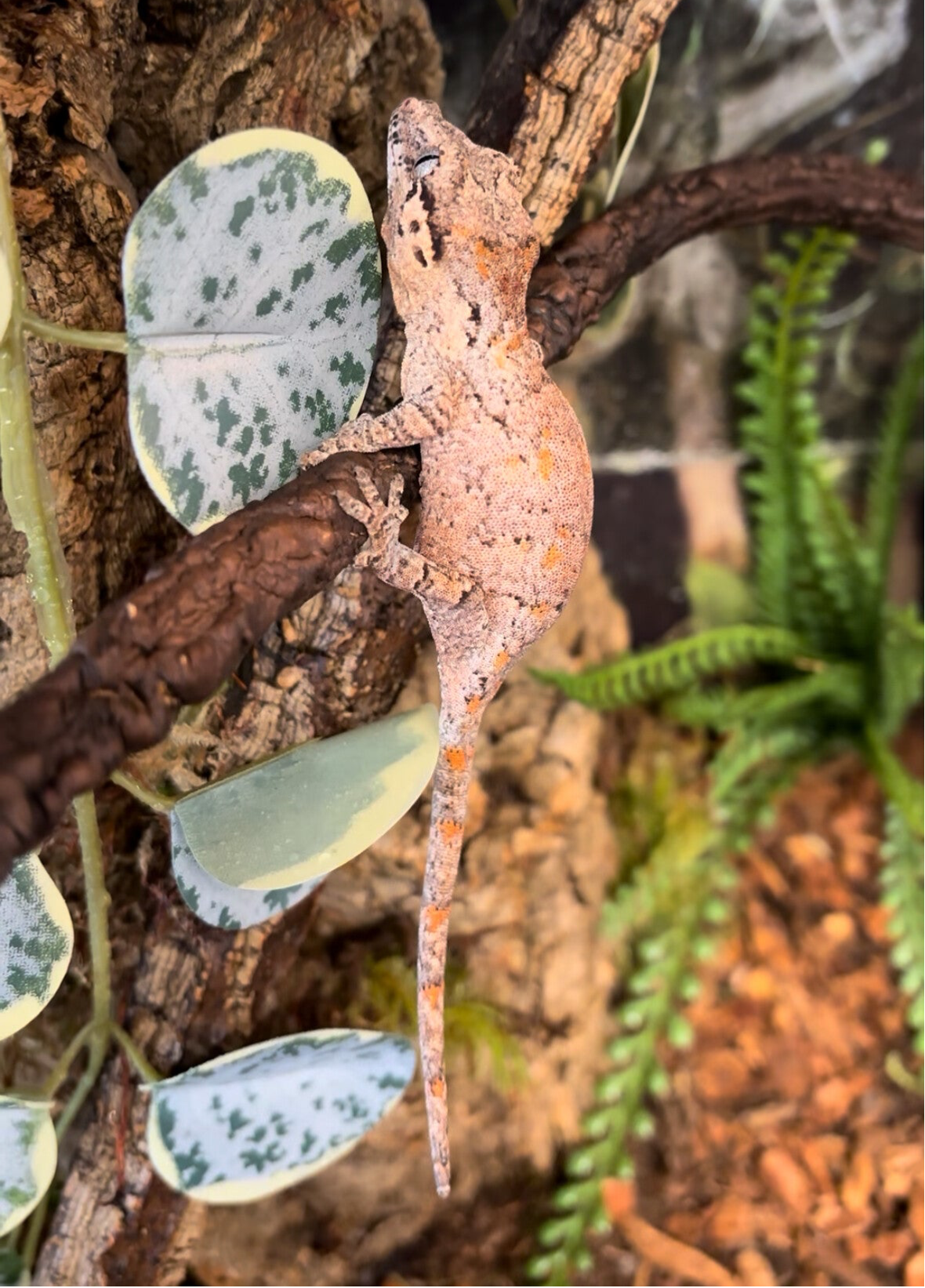 Reticulated Gargoyle Gecko