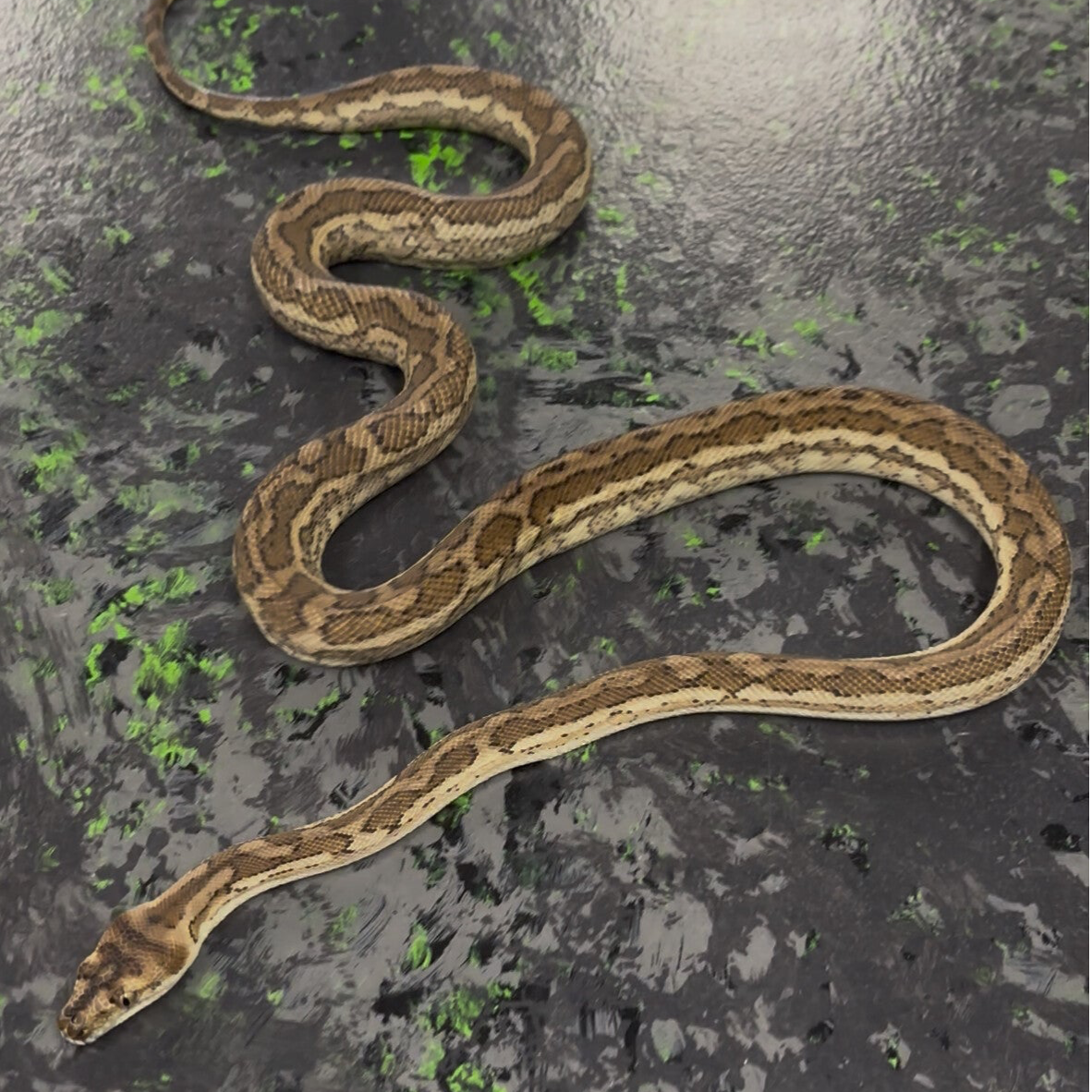 Hypo Carpet Python