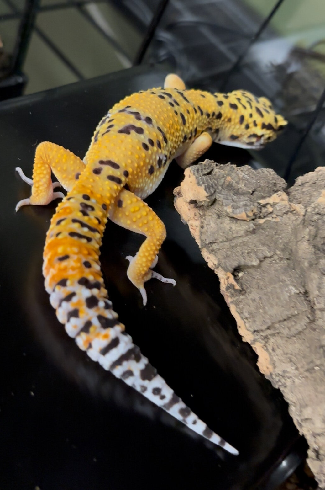 Bengal Firebold Cross Pos. Het Tremper Leopard Gecko