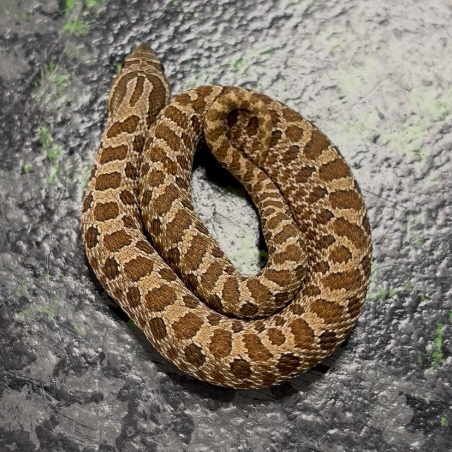 Classic Het Toffee Pink Pastel  (Western Hognose)