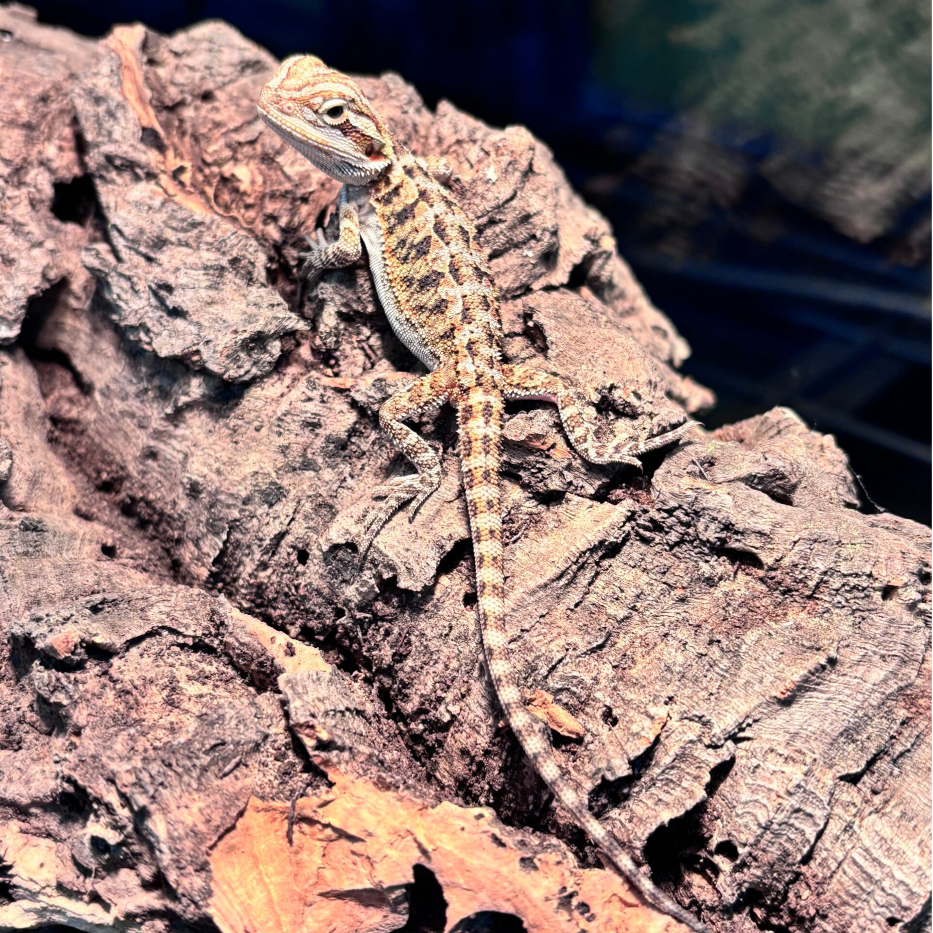 Cross Bearded Dragon