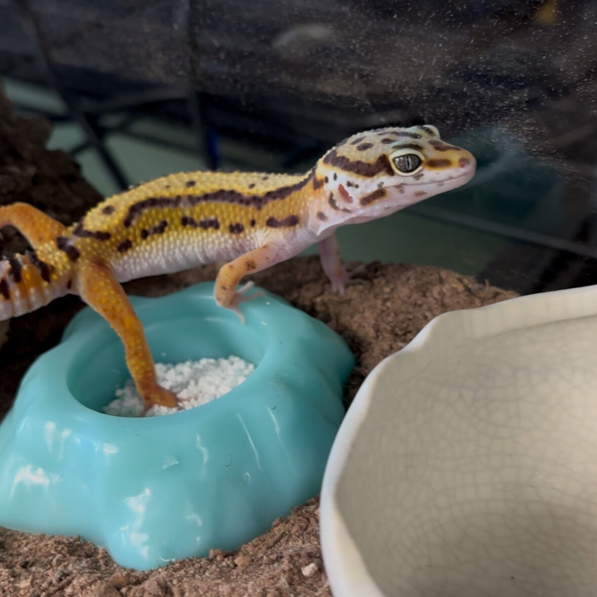 Bold Cross Leopard Gecko
