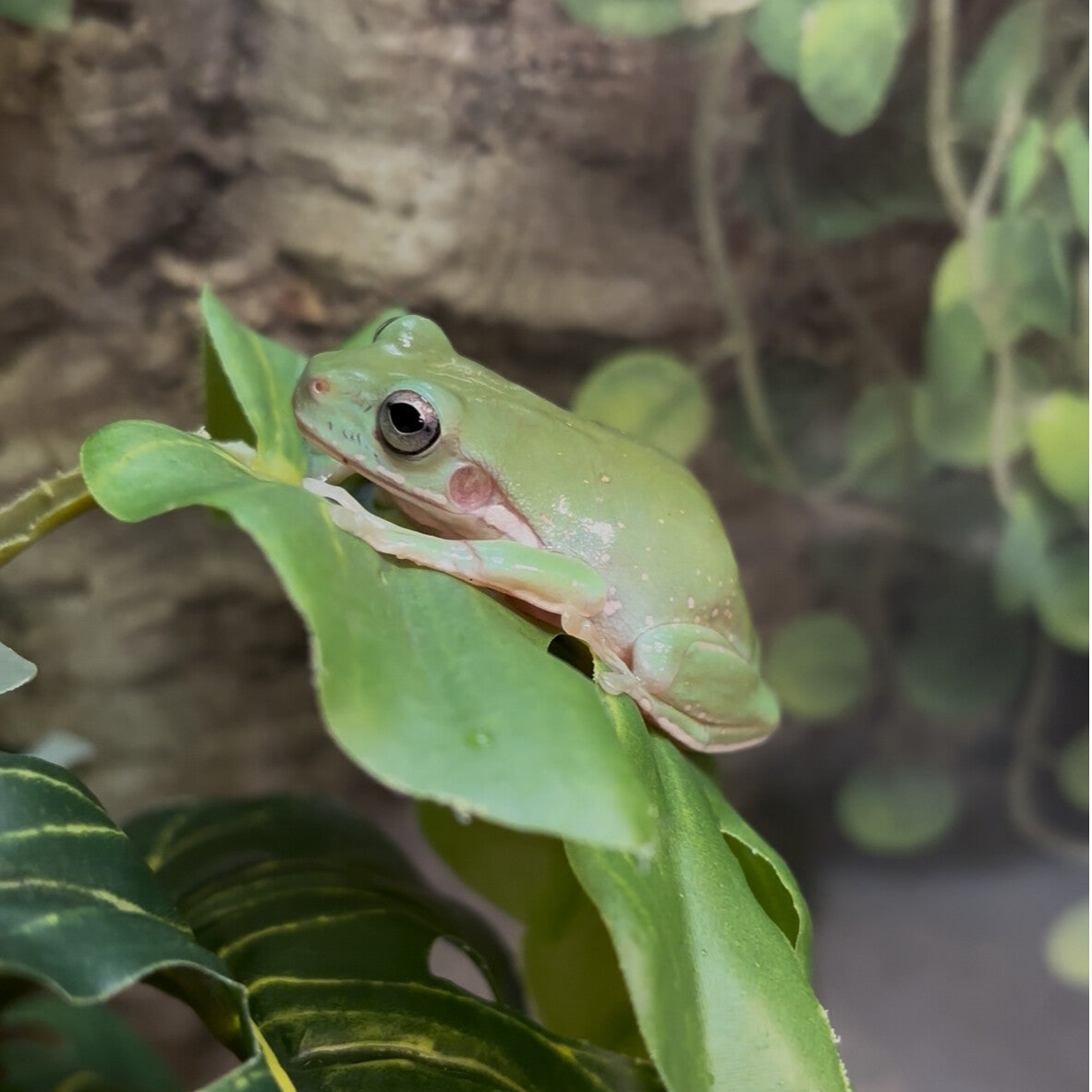 Snowflake White’s Tree Frog PAIR
