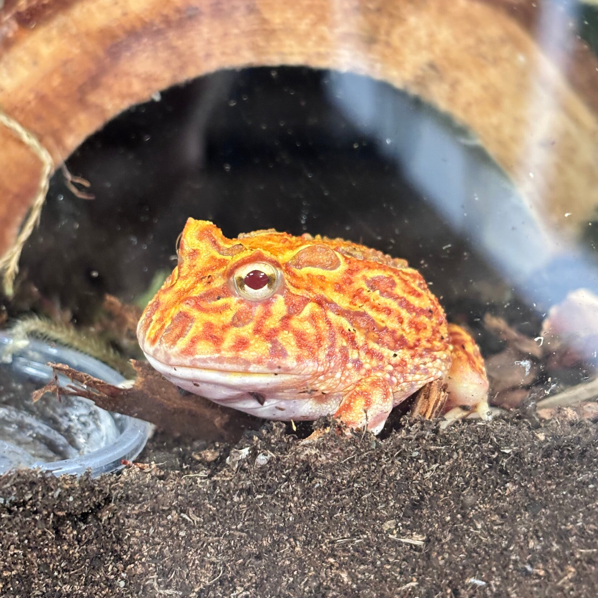 Coral Blaze Pac Man Frog