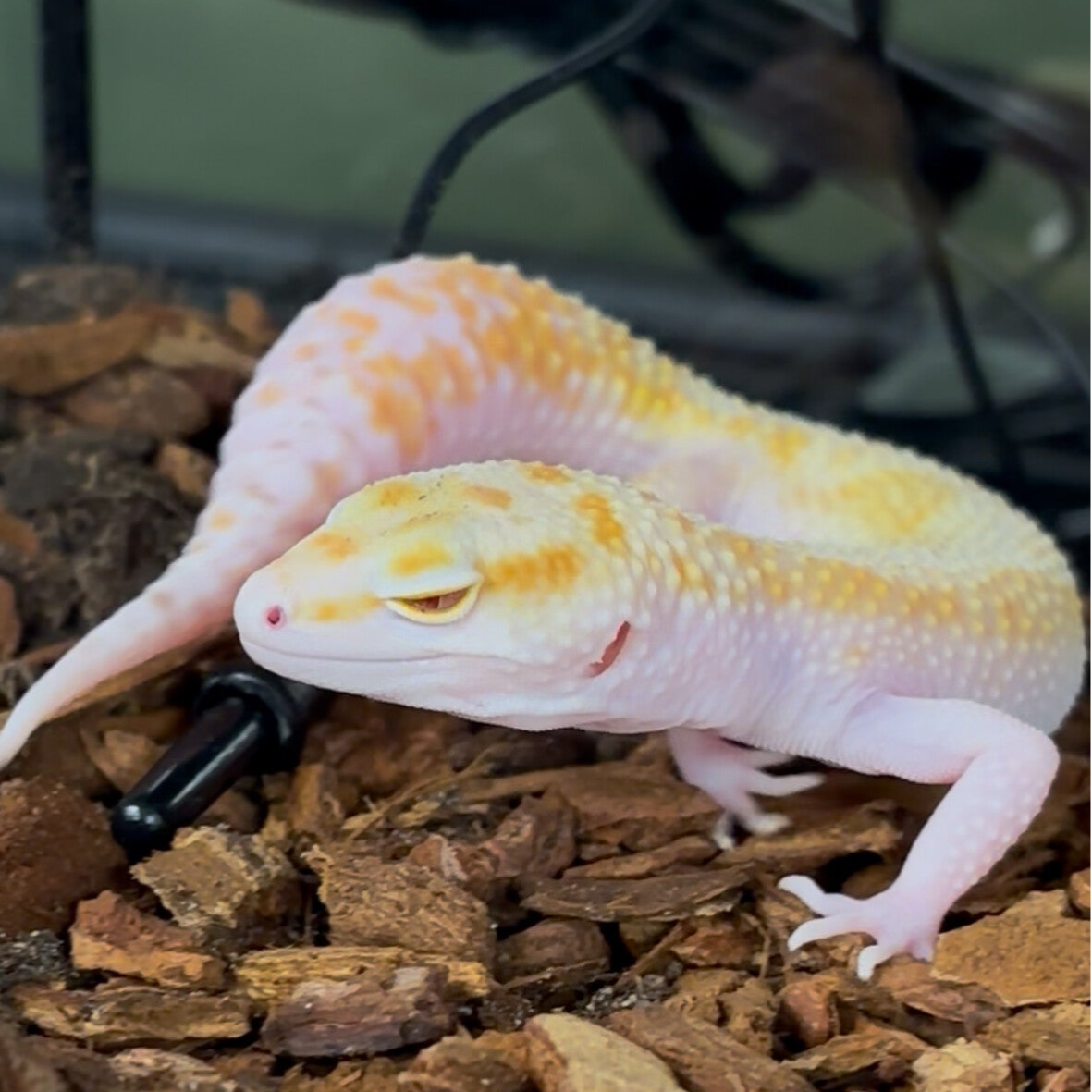 WY Radar Leopard Gecko