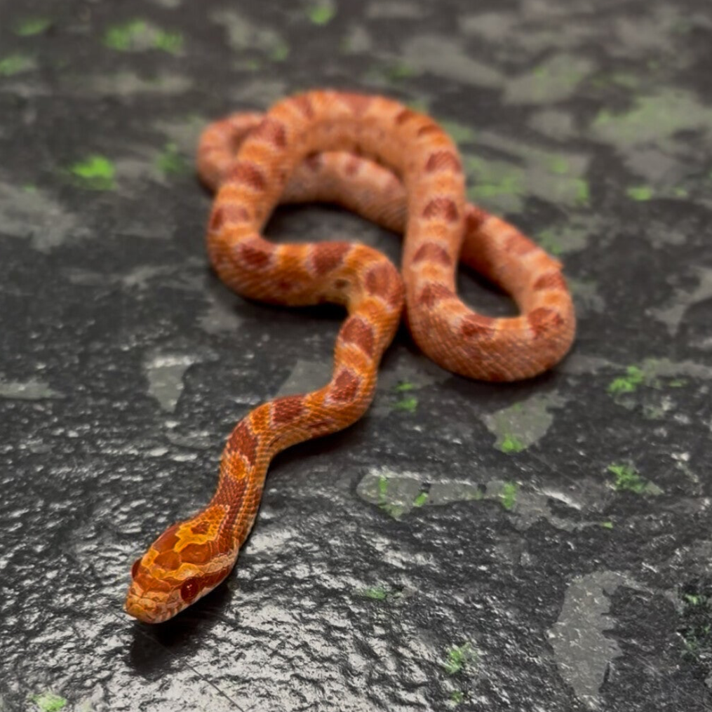 Amel Het Anery (Corn Snake)