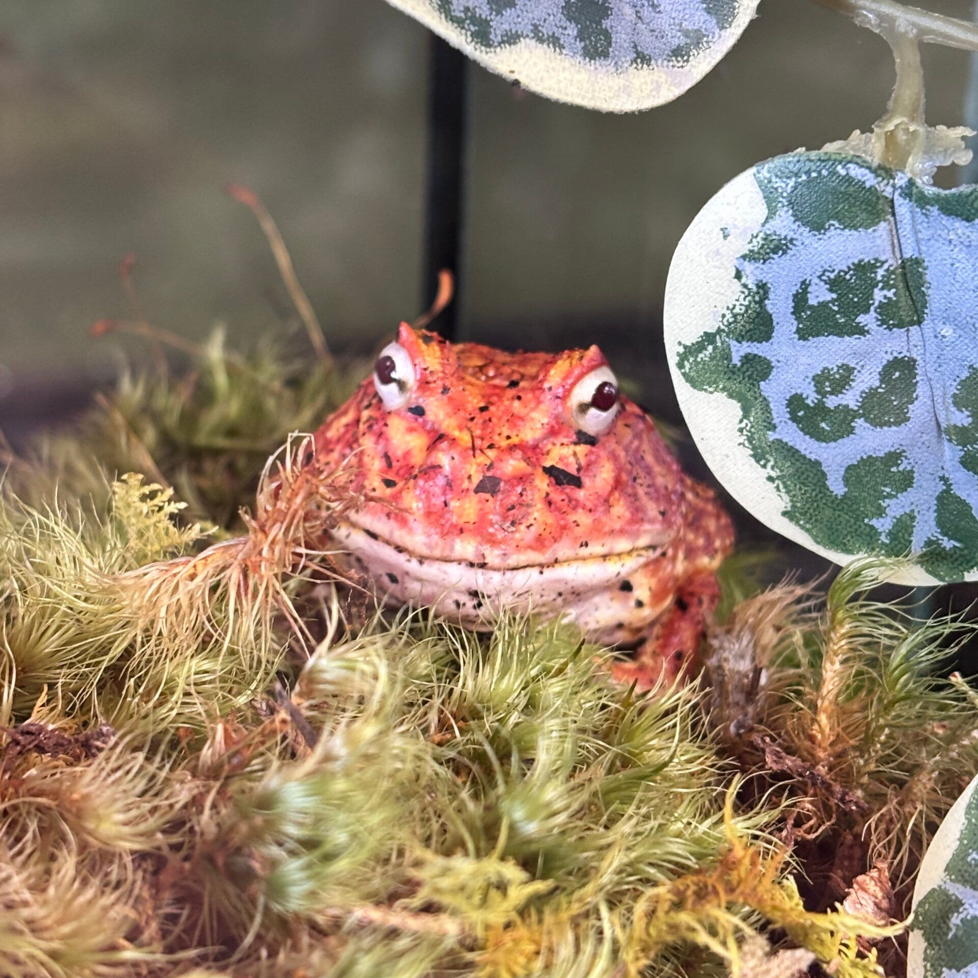 Coral Blaze Pac Man Frog