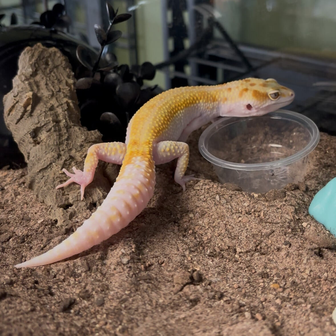 WY Raptor Leopard Gecko