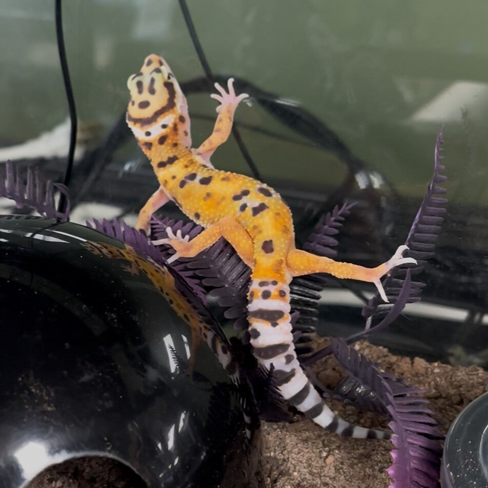 Normal Leopard Gecko