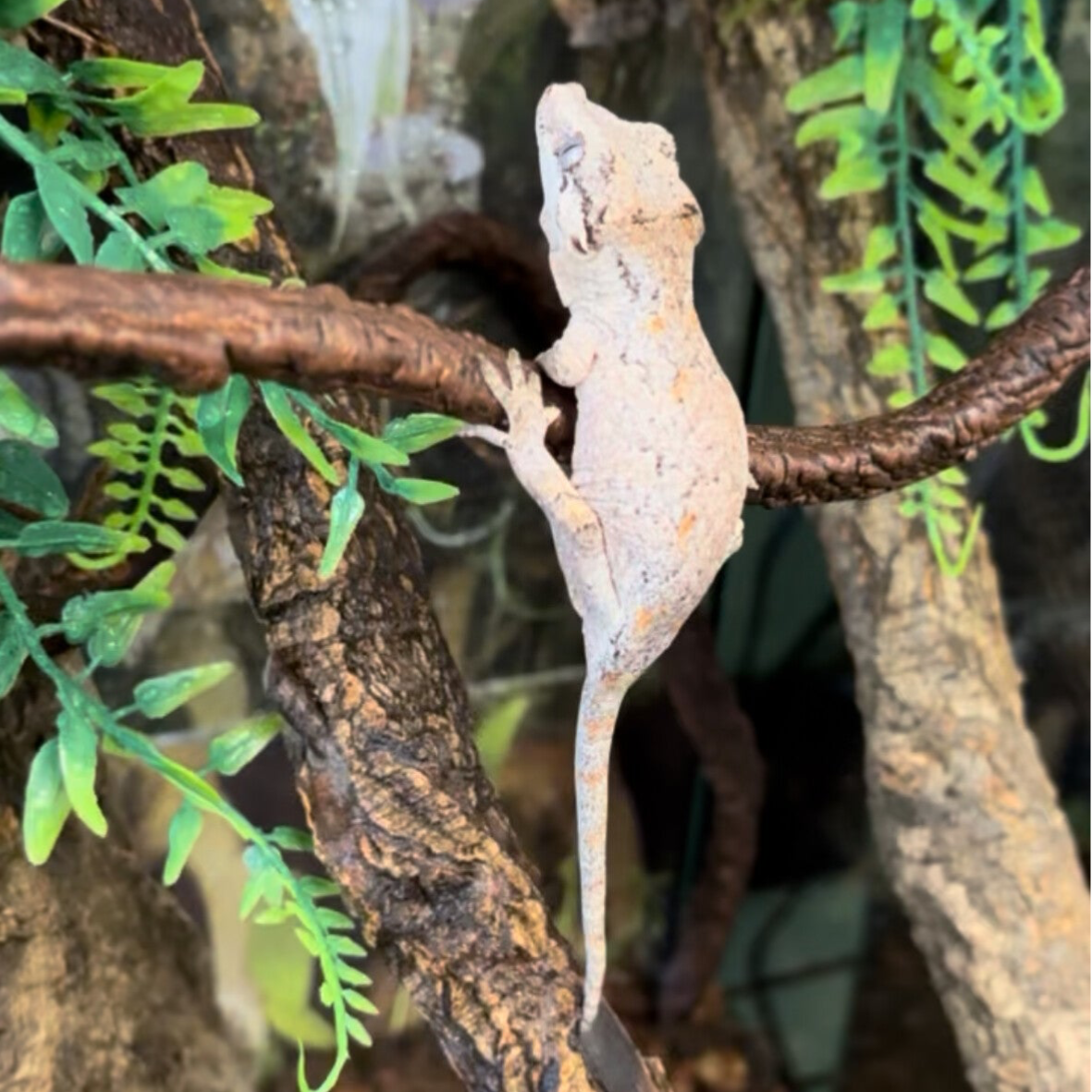 Reticulated Gargoyle Gecko