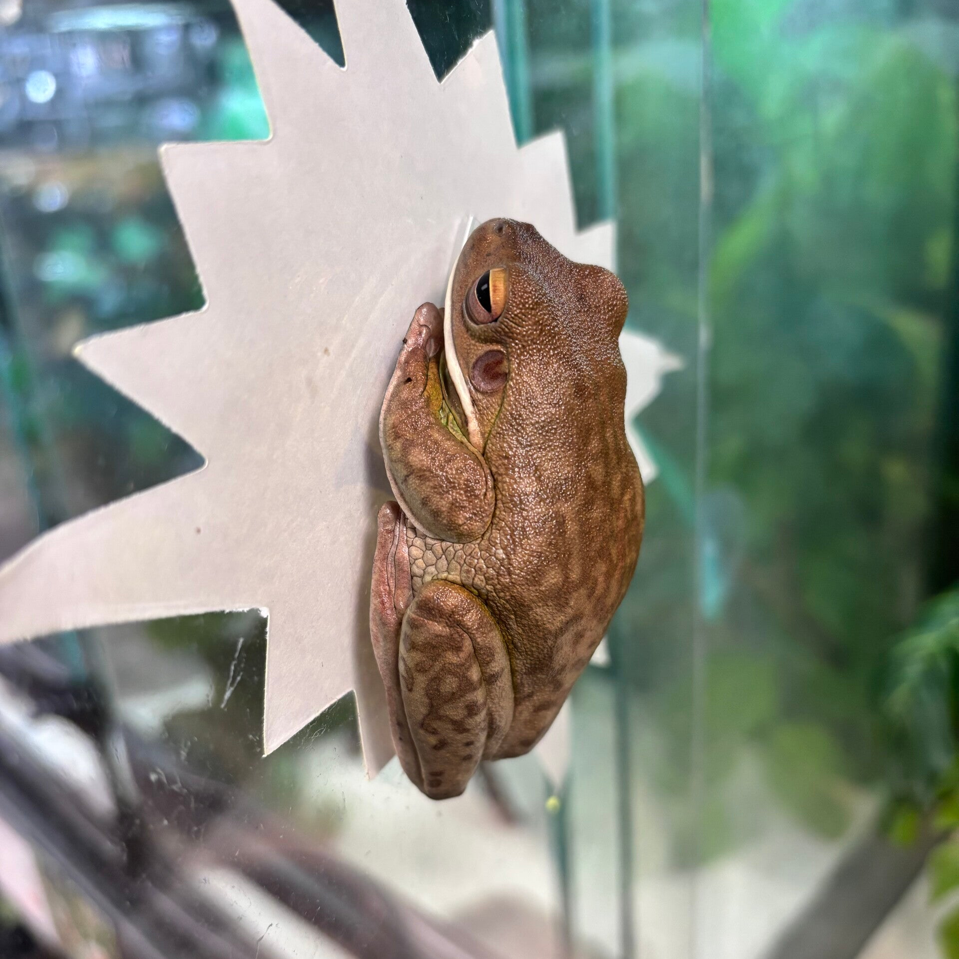 White Lipped Tree Frog (Price Drop)