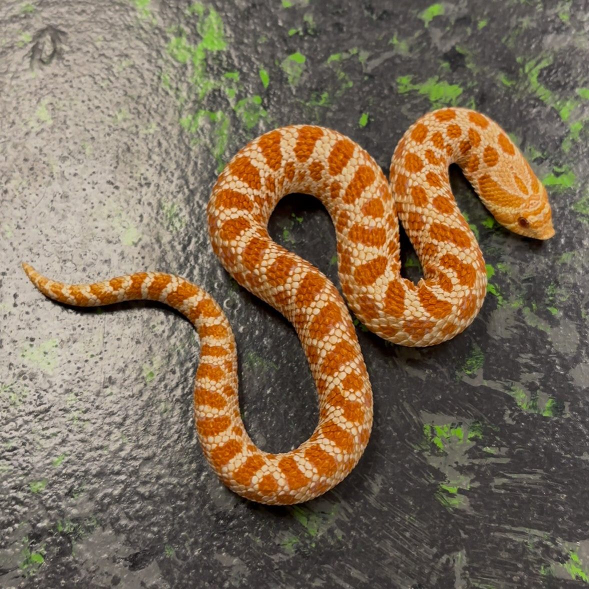 Extreme Red Western Hognose