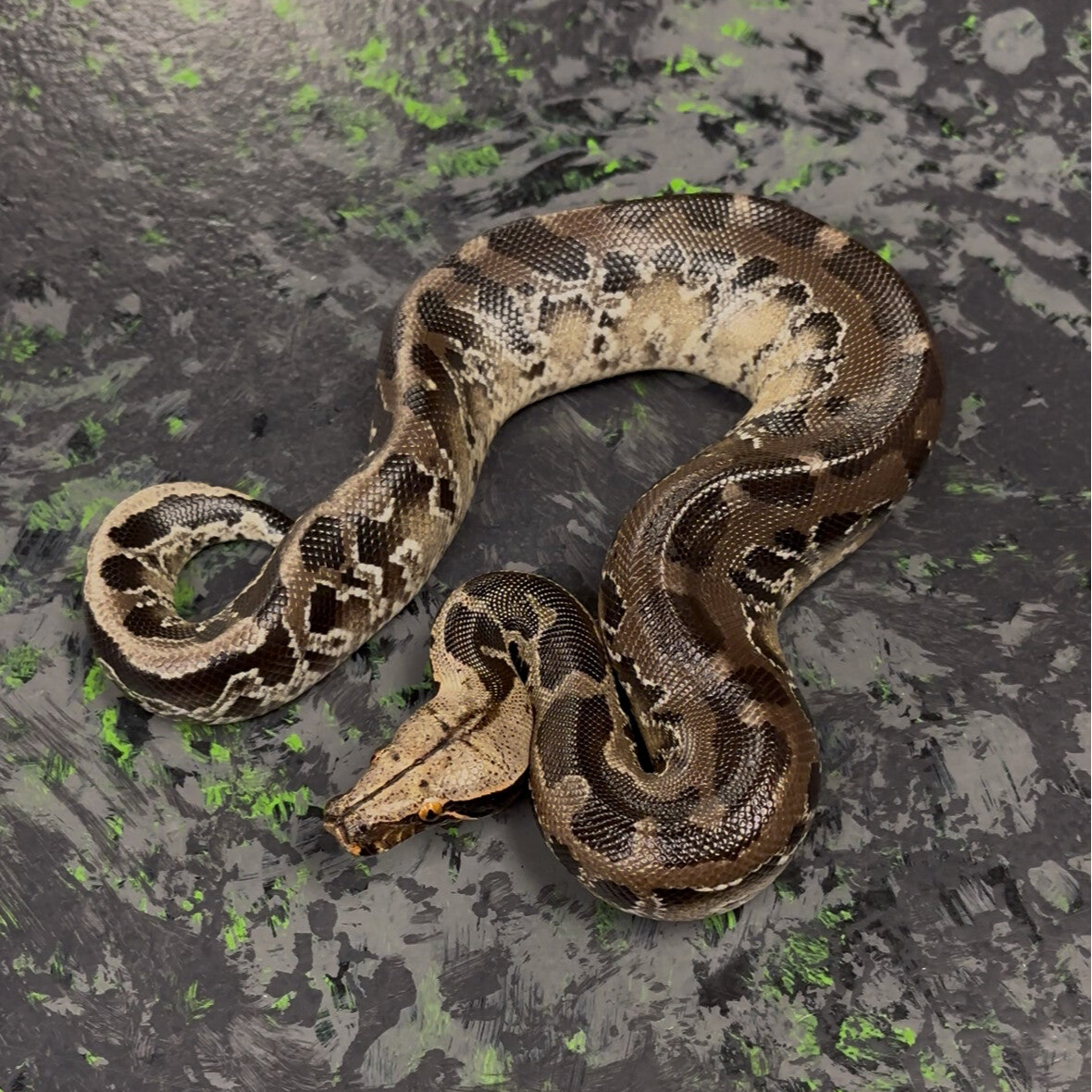 Chrome Blood Python