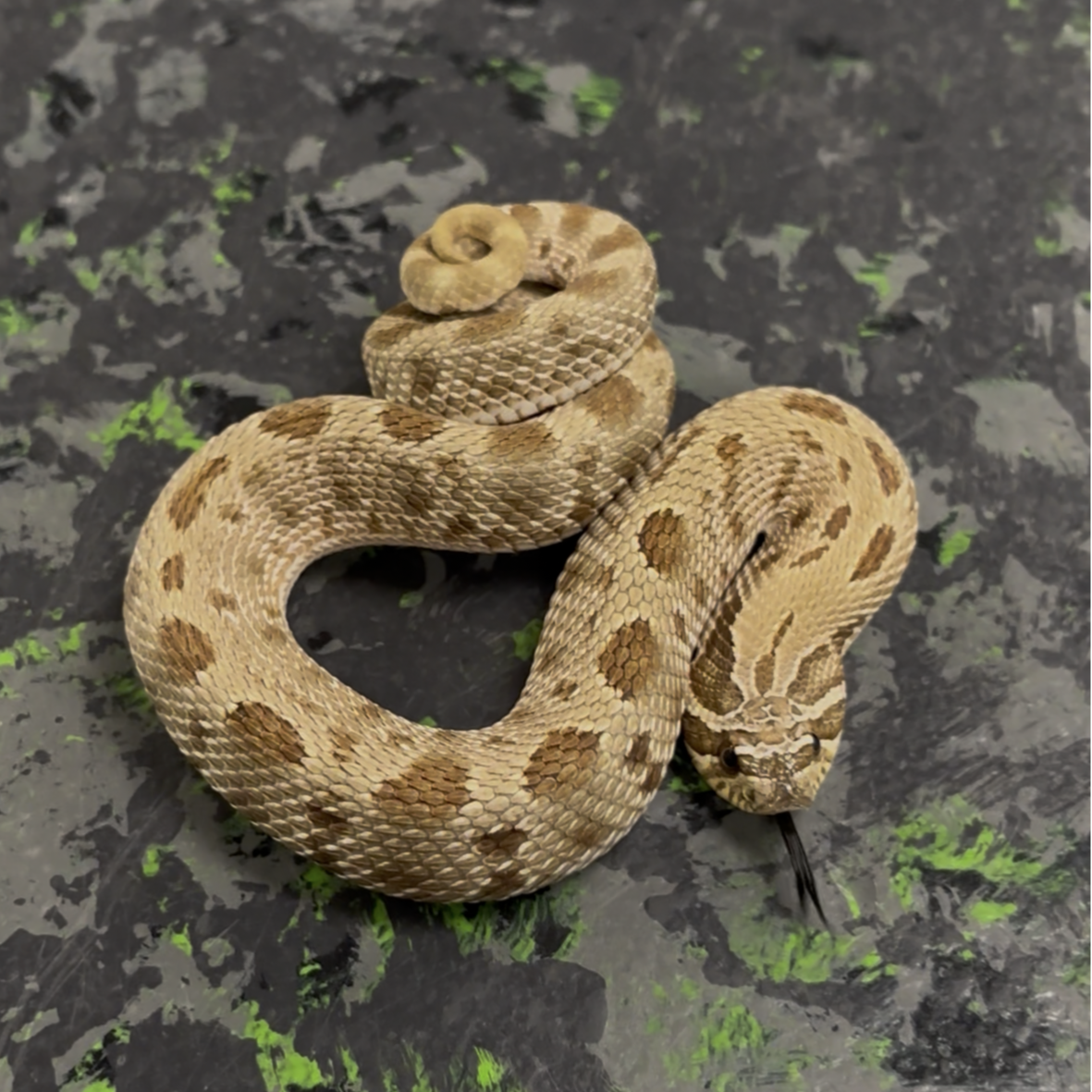Anaconda Western Hognose