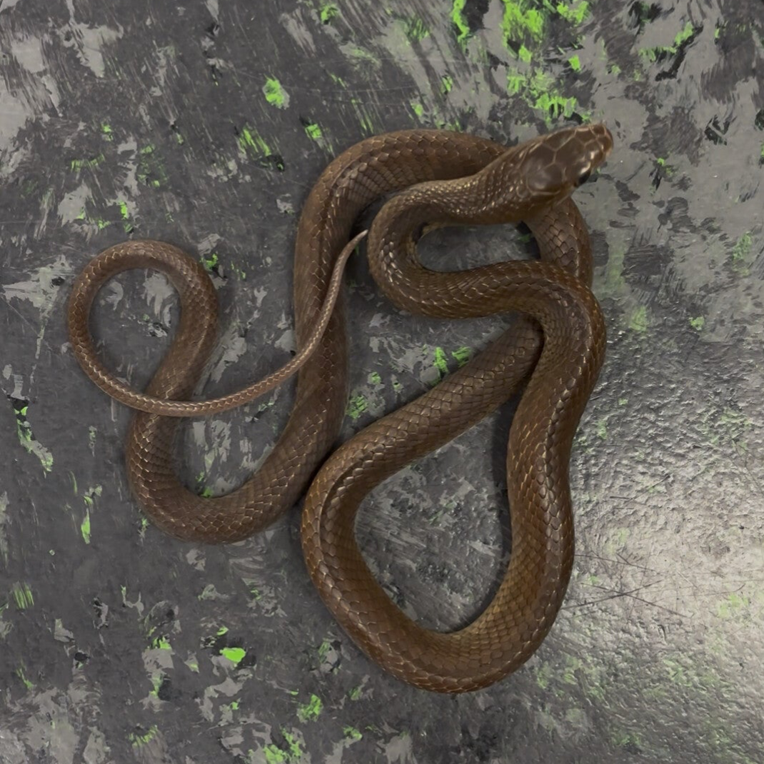 Unicolor Cribo