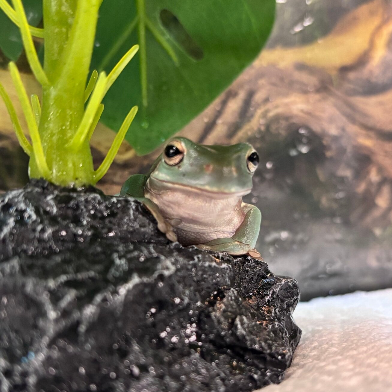 White’s Tree Frog (Must Buy Pair)