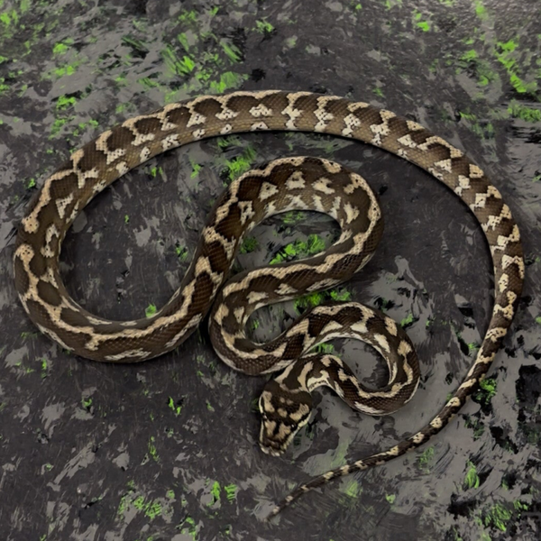 Axanthic Het Granite Carpet Python