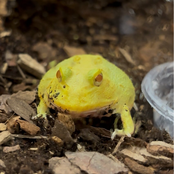 Super Pikachu Pac Man Frog