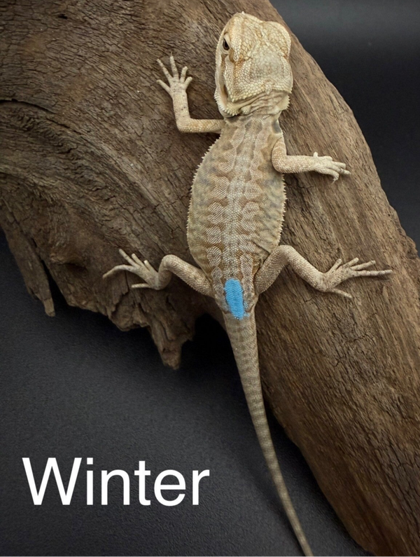 Hypo Leatherback Mercury Bearded Dragon “Winter”