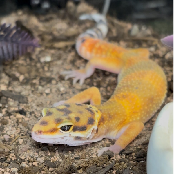 Tangerine Leopard Gecko