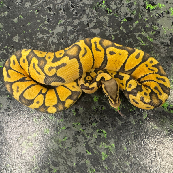 Pastel OD Enchi Ghost (Ball Python)