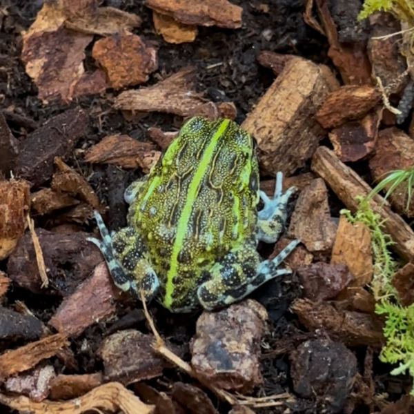 Giant Pixie Frog