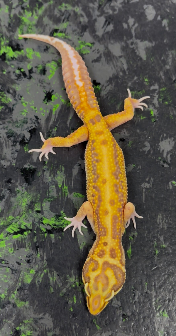 Striped Bell Tangerine Pos. Het Ecipse Leopard Gecko
