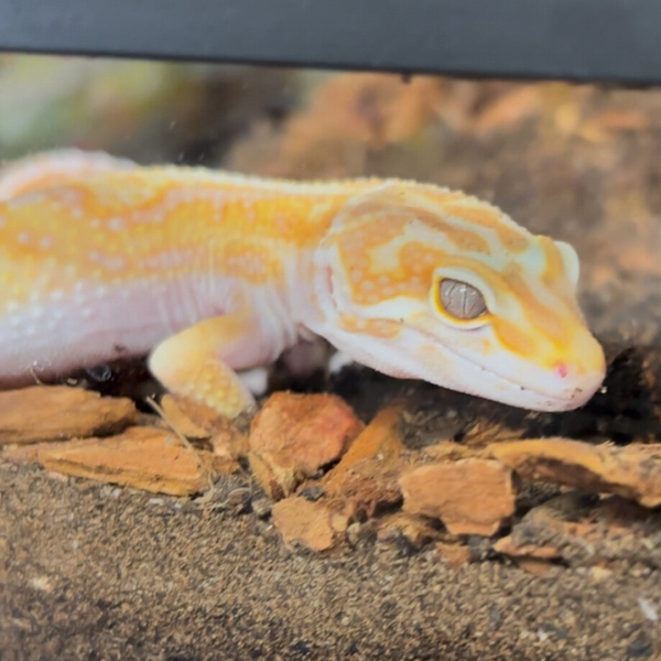 Tremper Tangerine Het Eclipse Leopard Gecko