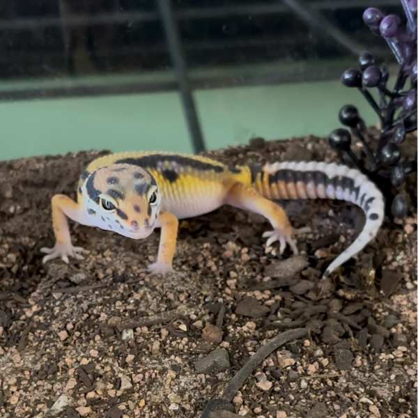 Bold Tangerine Cross Het Bell Leopard Gecko