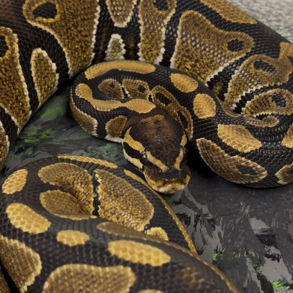 Normal Ball Python