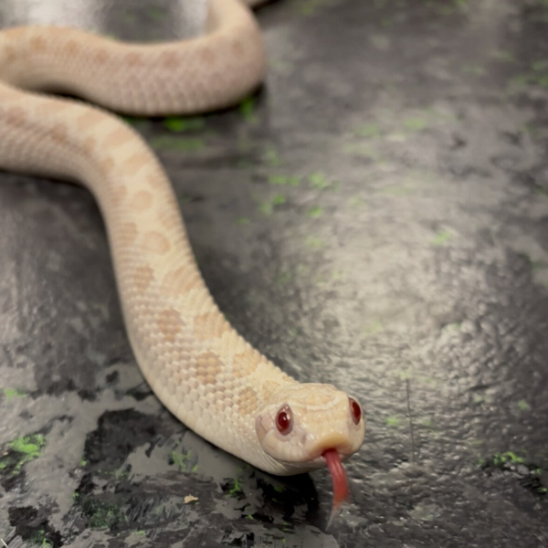 Yeti Conda (Albino/Axanthic) Western Hognose
