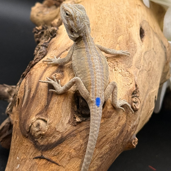 “Pegasus” Hypo Genetic Stripe Mercury pos. Het Trans/Zero/Witblit Bearded Dragon