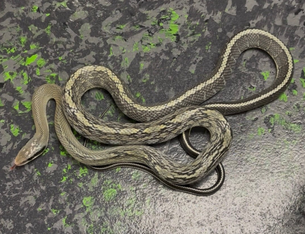 Vietnamese Blue Beauty Ratsnake