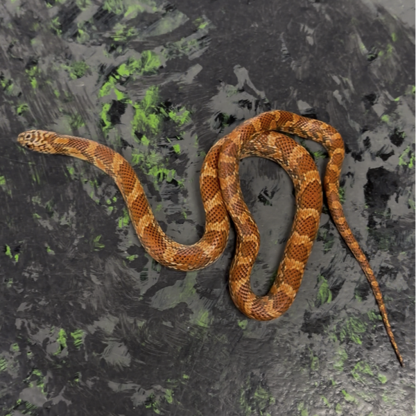 Brook’s Flame Kingsnake