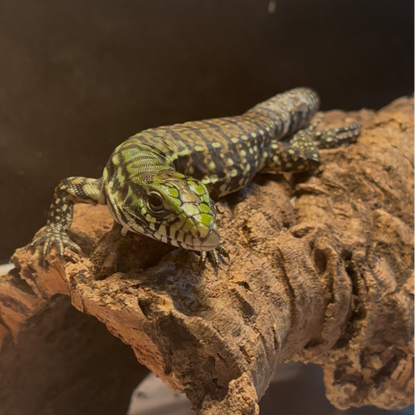 Black & White Argentine Tegu