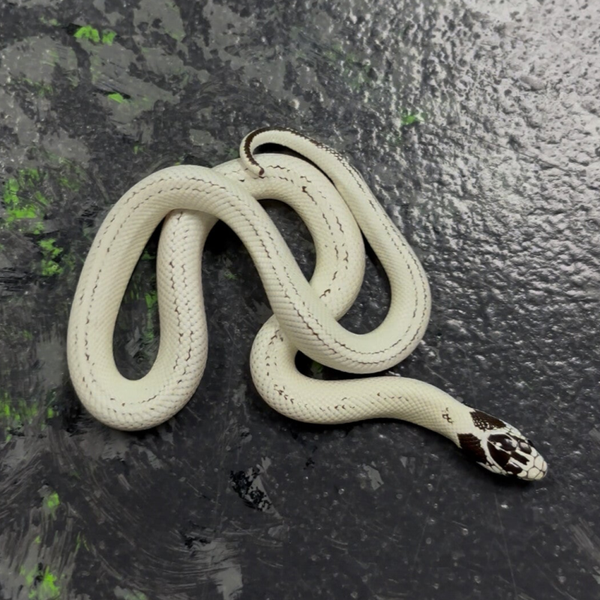 California High White reverse Stripe Kingsnake