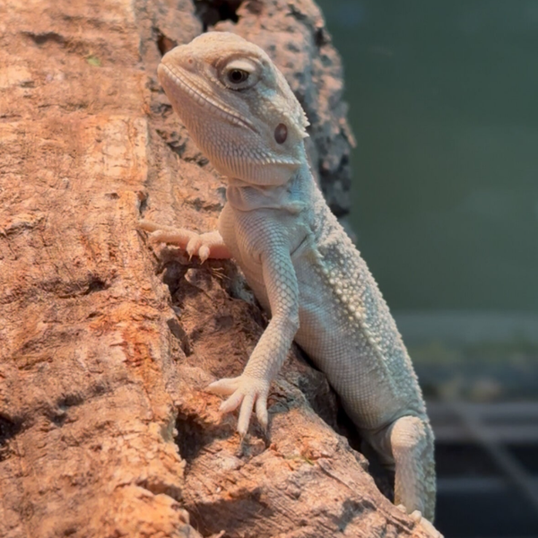 “Corona” Hypo Orange Het 100% Trans. 66% Zero/Witblit Bearded Dragon