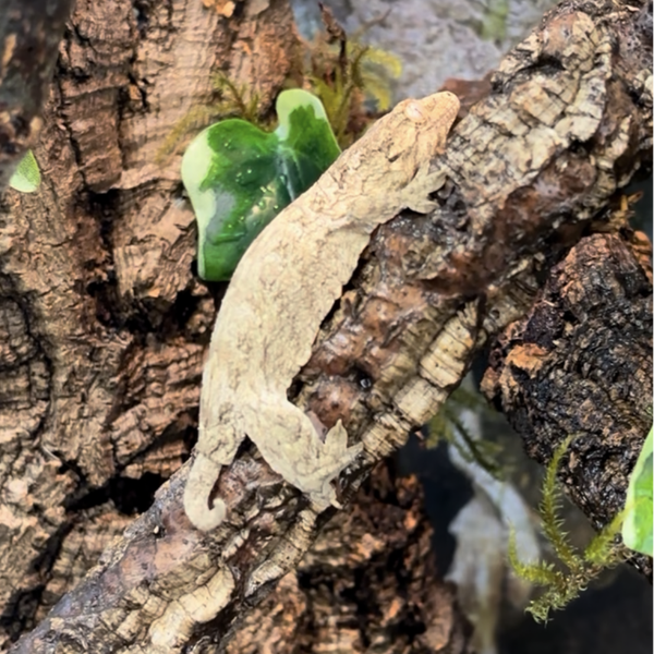 New Caledonian Grande Terre Cross Leachie Gecko