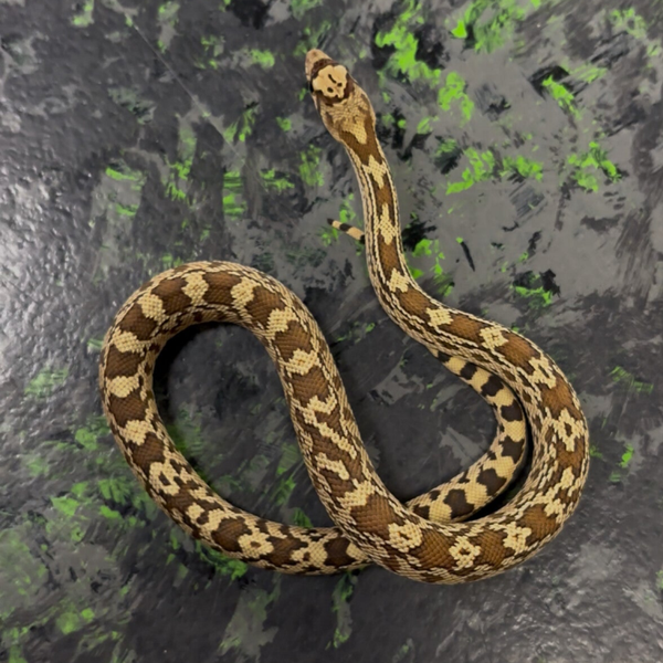 Sonoran Gopher Snake
