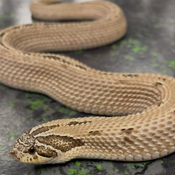 Striped Conda 66% Het. Axanthic Western Hognose