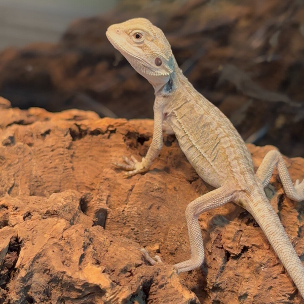“Gorilla Glue” Hypo Leatherback Mercury Pos. Het Witblit Zero Trans Bearded Dragon
