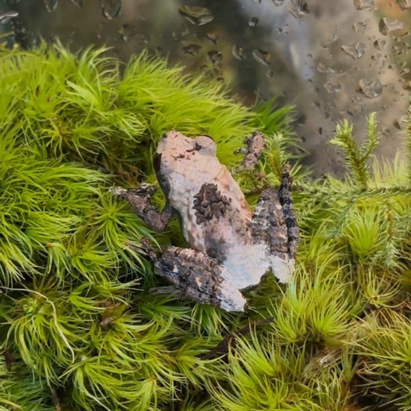 Vietnamese Mossy Pied Frogs AkA Bird Poop Frogs (Must Buy Pair)