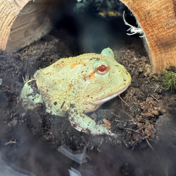 Key Lime Pac Man Frog