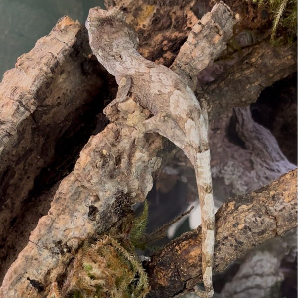 Pine Island Chahoua Gecko