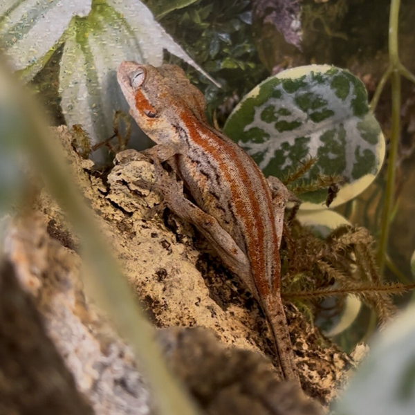 Red Stripe Gargoyle Gecko