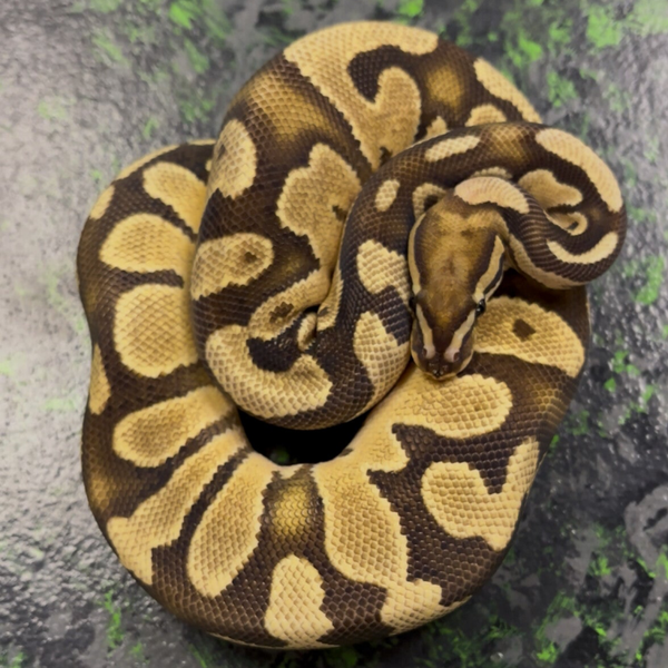 Fire OD Ball Python